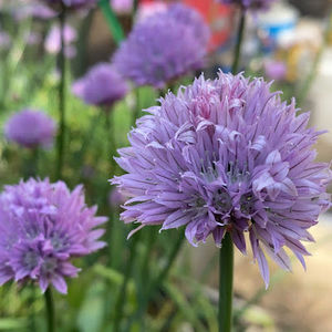 Meet your Posher, Niang